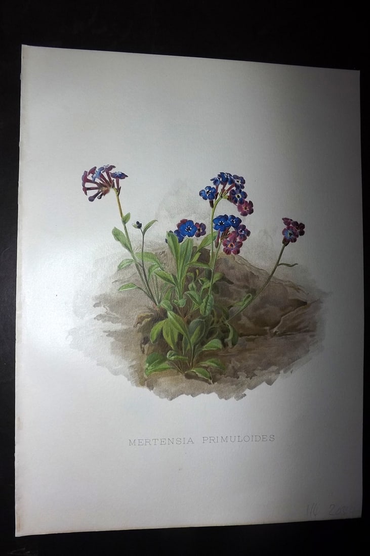 Moon, H. G. 1905 Botanical Print. Mertensia Primuloides.: Chromolithograph Published 1903-05, London for "Flora and Sylva" Illustrated by H. G. Moon. Paper Size: 12 x 9 inch (30 x 23cm) Good Condition