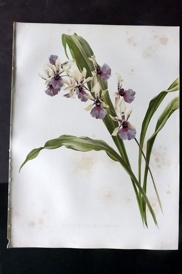 Moon, H. G. 1905 Botanical Print. Zygonesia Rolfeana. Orchid (1 of 1)