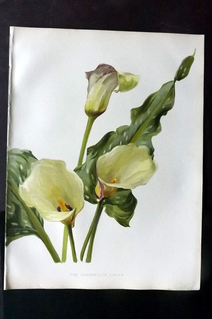 Moon, H. G. 1905 Botanical Print. The Cambridge Calla (1 of 1)