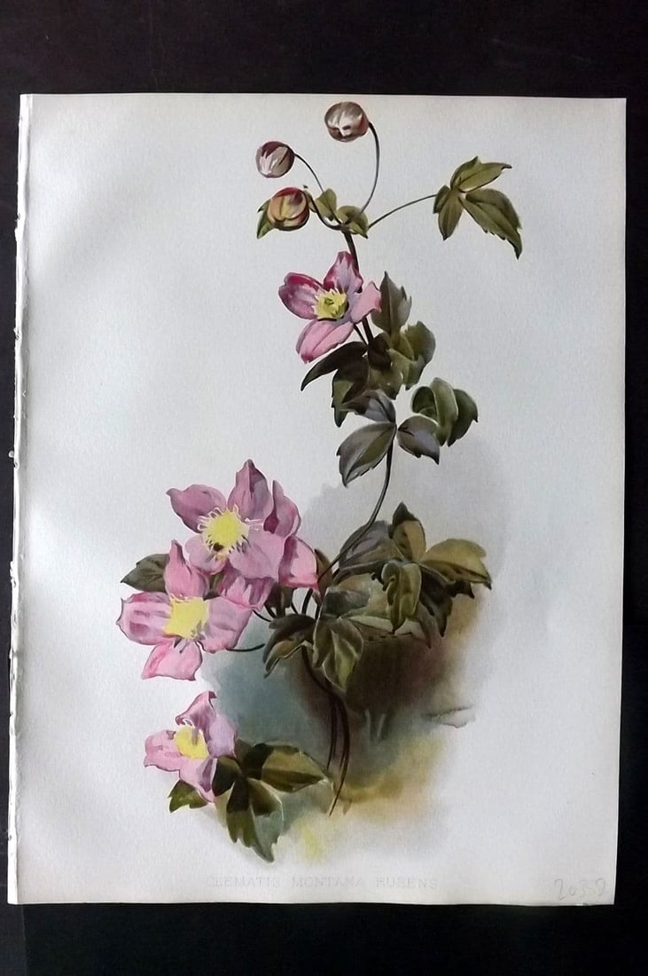 Moon, H. G. 1905 Botanical Print. Clematis Montana Rubens (1 of 1)