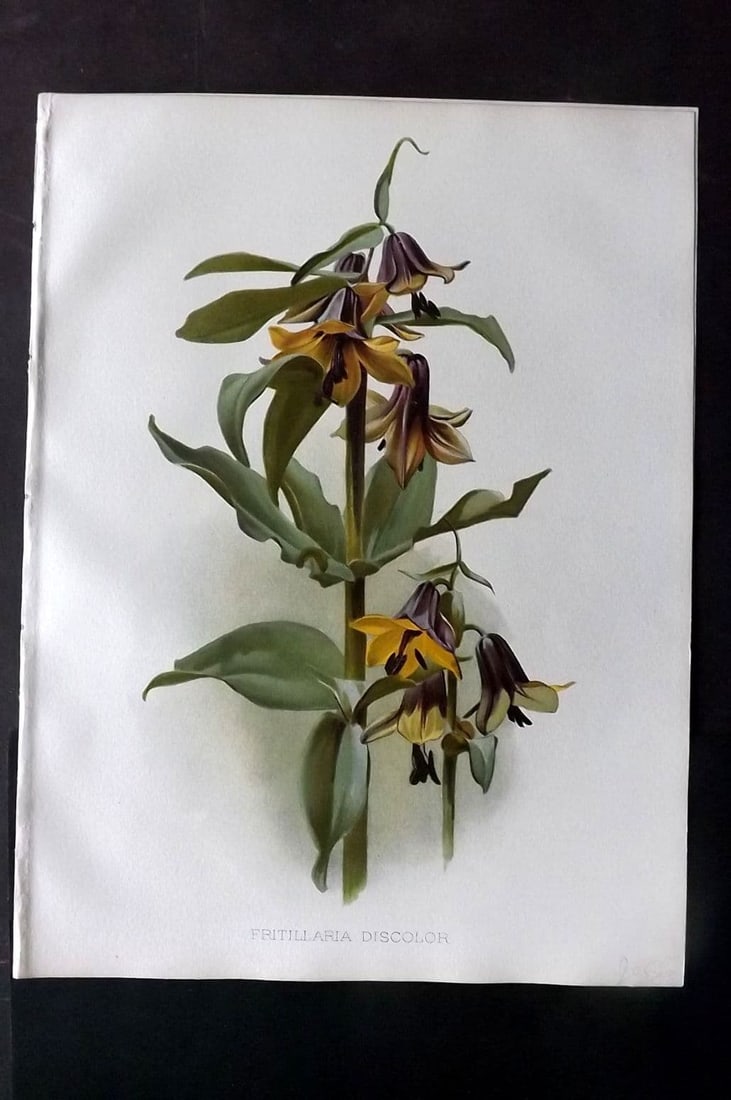 Moon, H. G. 1905 Botanical Print. Fritillaria Discolor: Chromolithograph Published 1903-05, London for "Flora and Sylva" Illustrated by H. G. Moon.Paper Size: 12.5 x 9.5 inch (32 x 24cm) Good Condition