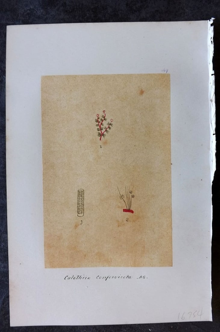 Original Art C1875 Seaweed. Calothrix Confervicula 49 (1 of 1)