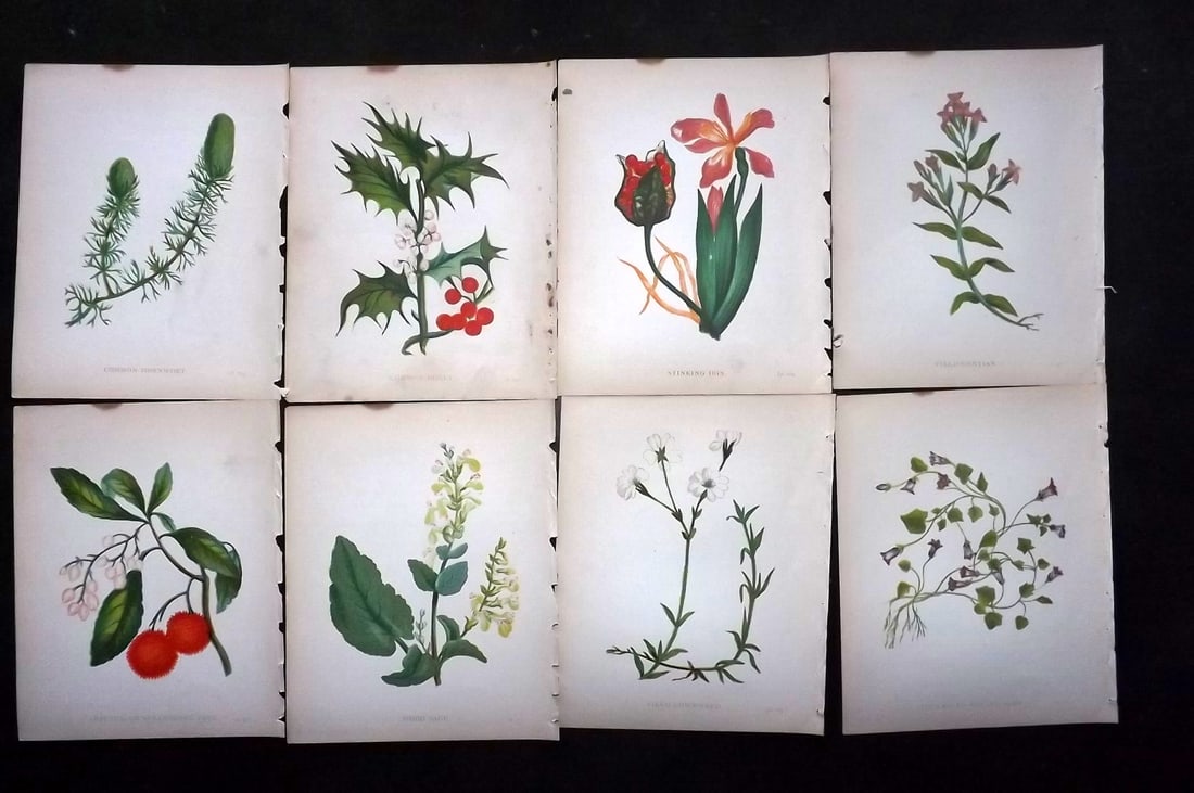 Pratt, Anne 1902 Lot of 8 Antique Botanical Prints (1 of 1)