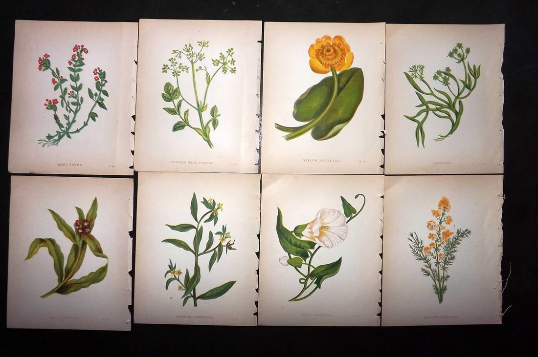 Pratt, Anne 1902 Lot of 8 Antique Botanical Prints (1 of 1)