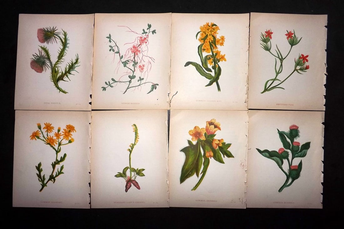 Pratt, Anne 1902 Lot of 8 Antique Botanical Prints (1 of 1)