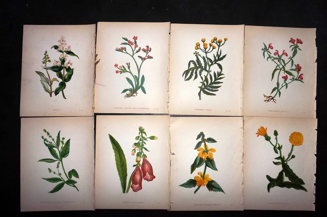 Pratt, Anne 1902 Lot of 8 Antique Botanical Prints (1 of 1)