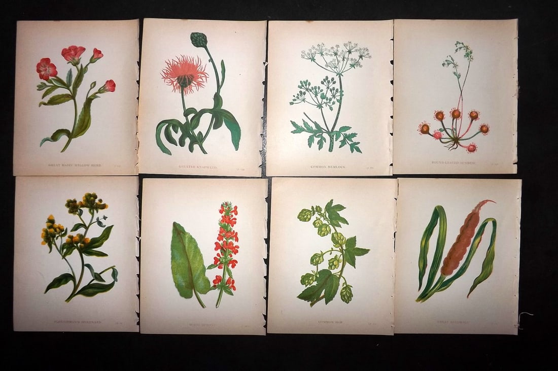 Pratt, Anne 1902 Lot of 8 Antique Botanical Prints (1 of 1)