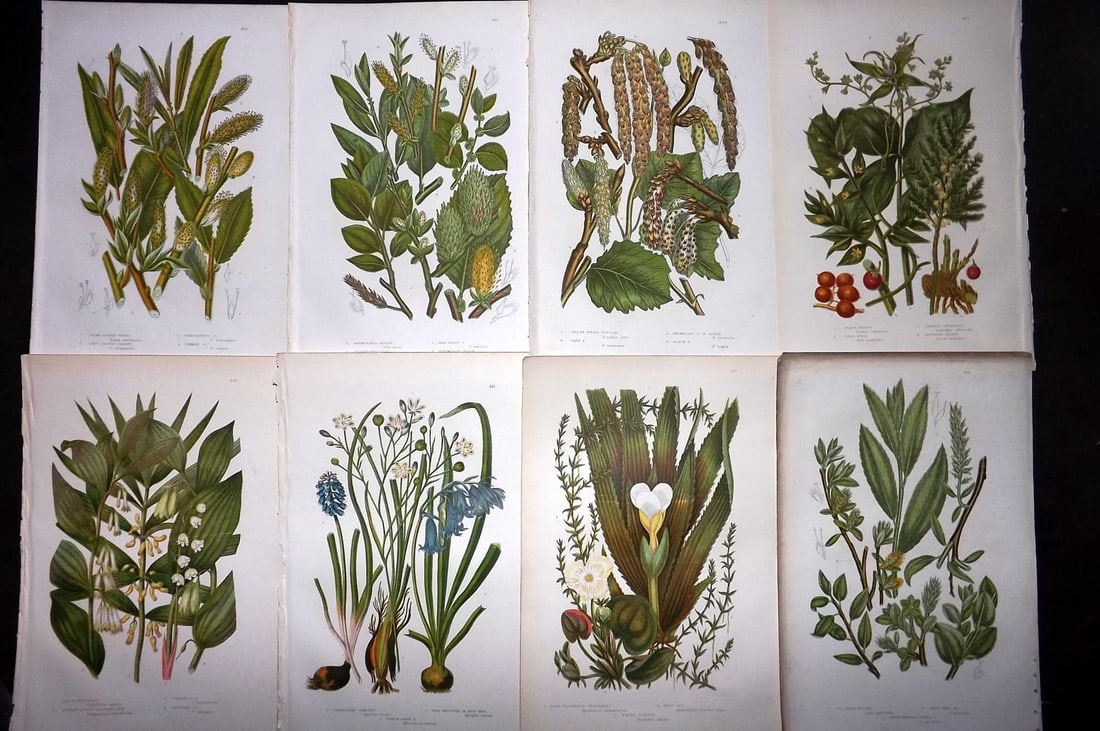 Pratt, Anne 1889 Lot of 8 Antique Botanical Prints (1 of 1)