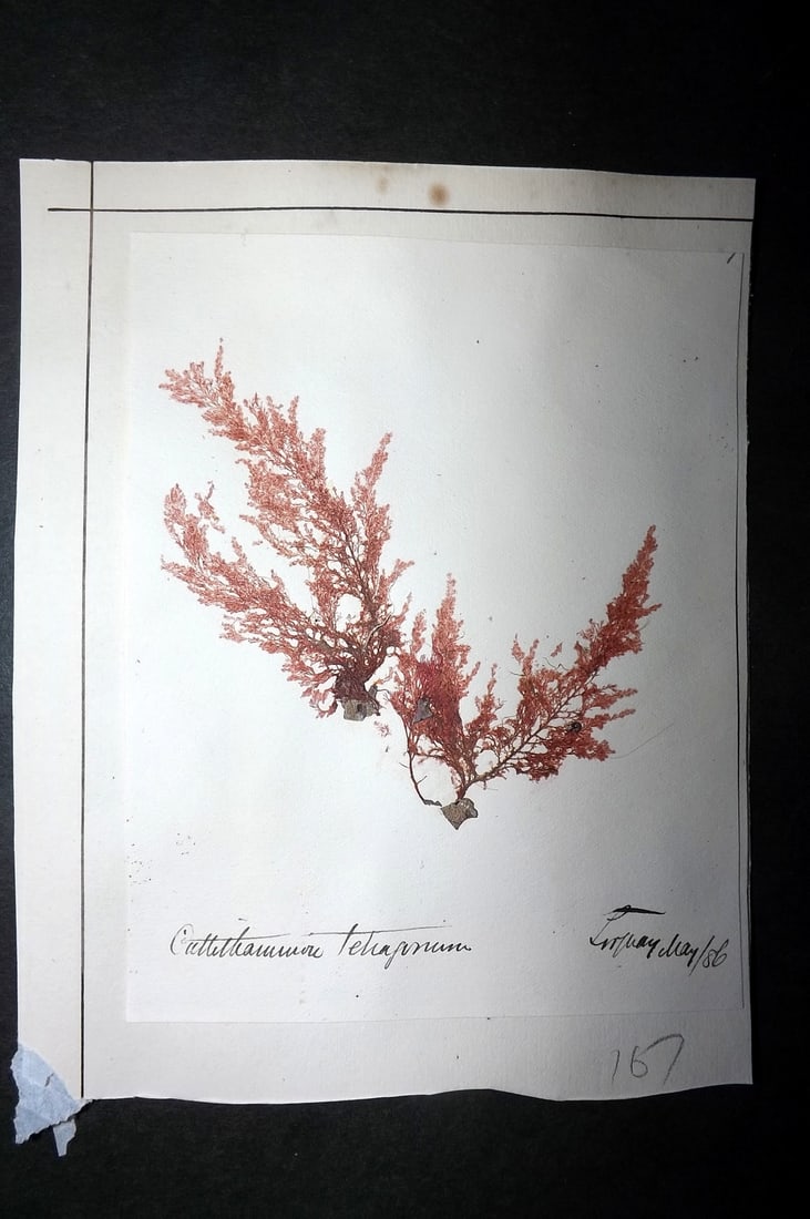 Pressed Seaweed 1880's British Herbarium from Torquay, Devon & Mumbles, Wales (2) (1 of 2)