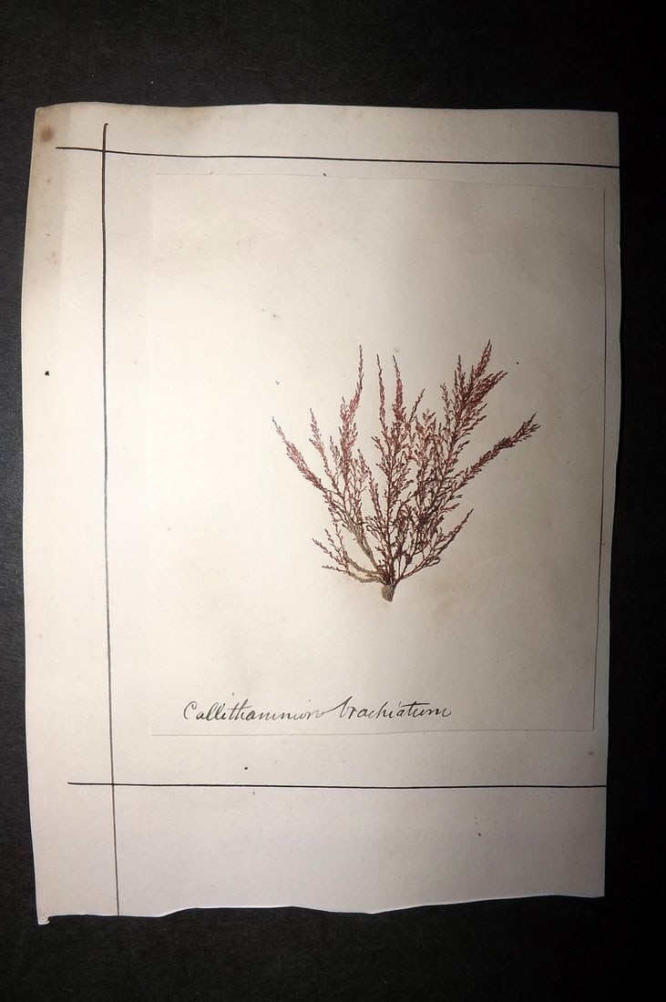 Pressed Seaweed 1880's British Herbarium from Torquay, Devon (2) (1 of 2)