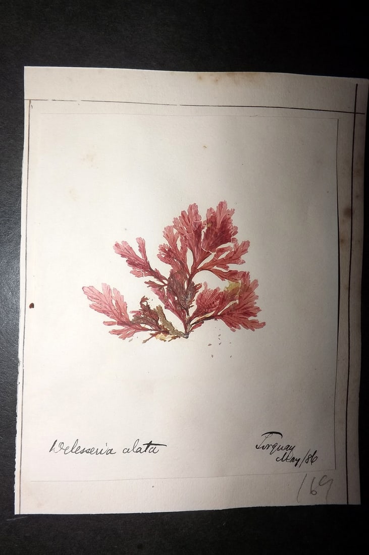 Pressed Seaweed 1880's British Herbarium from Torquay, Devon (1 of 2)