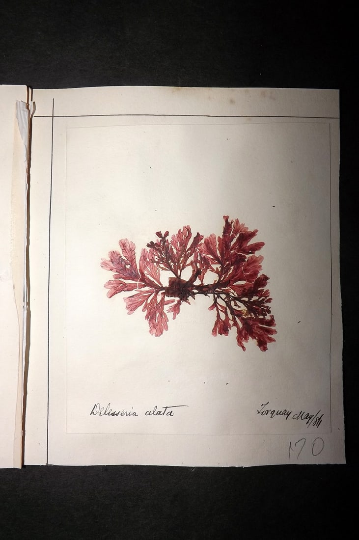 Pressed Seaweed 1880's British Herbarium from Torquay, Devon (1 of 2)