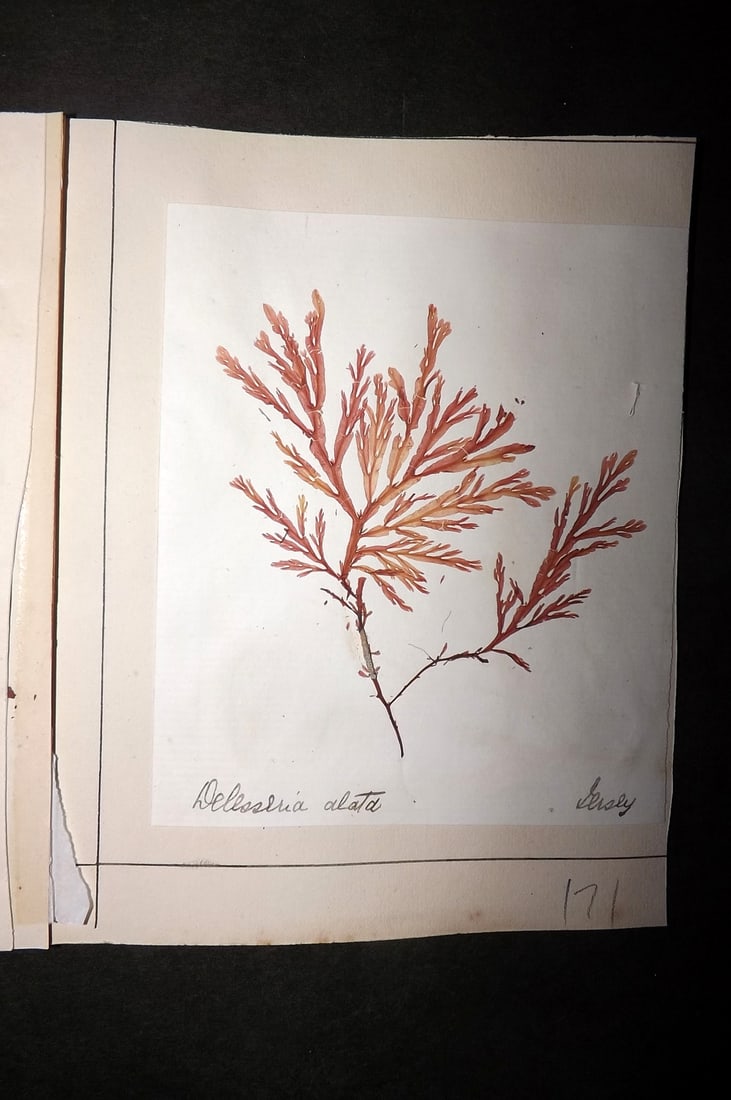 Pressed Seaweed 1880's British Herbarium from Jersey (1 of 1)