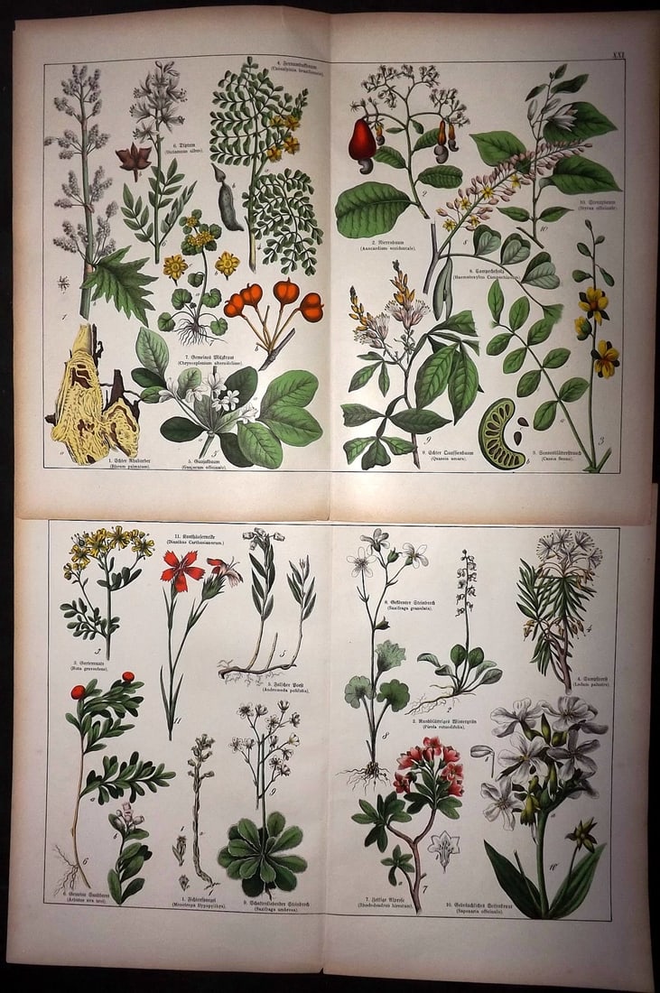 Schubert, Gotthilf 1887 Pair of Large Folio Botanical Prints (1 of 1)