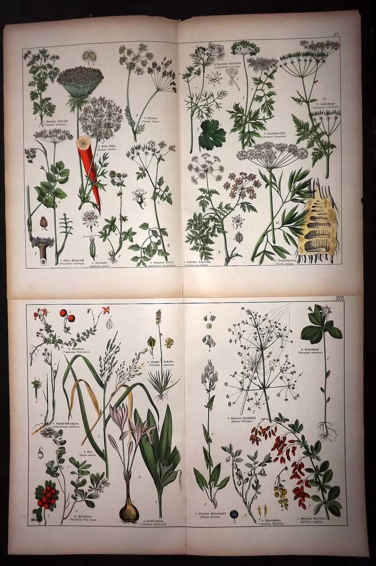 Schubert, Gotthilf 1887 Pair of Large Folio Botanical Prints (1 of 1)