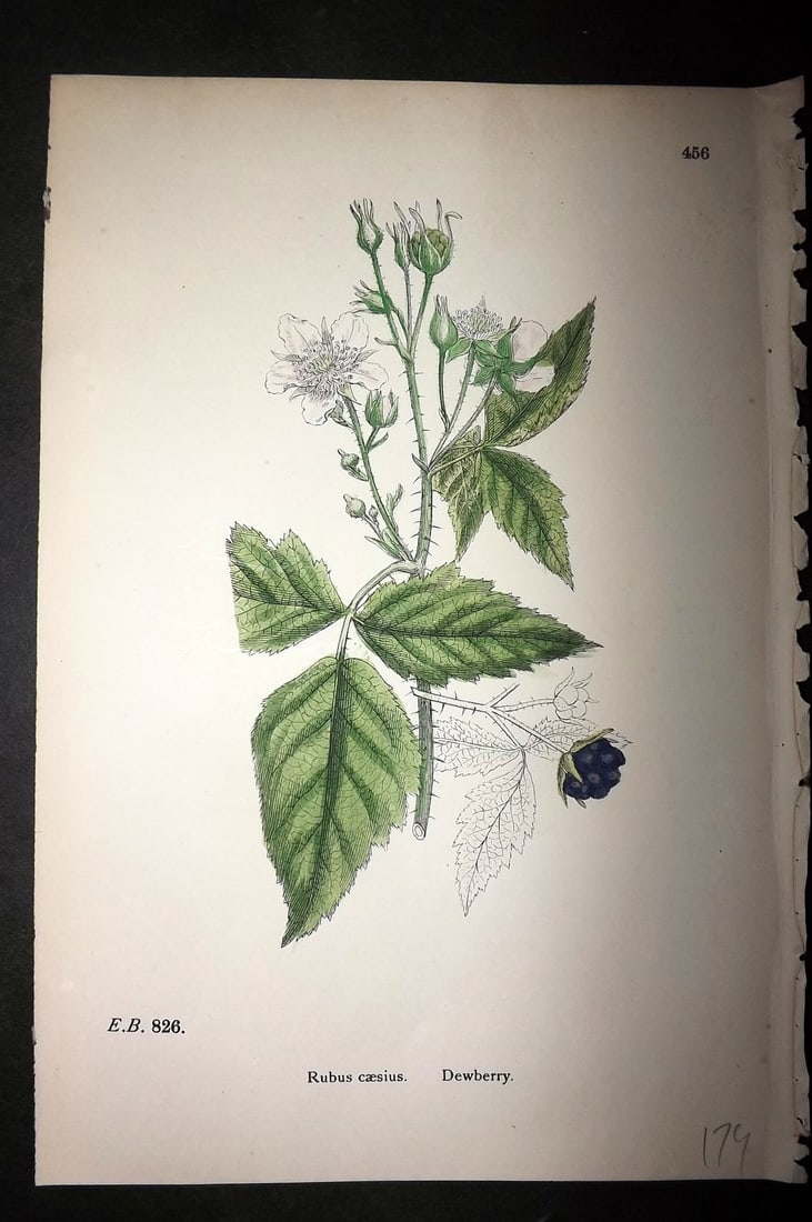 Sowerby, James C1880 Hand Col Botanical Print. Dewberry Fruit 456 (1 of 1)