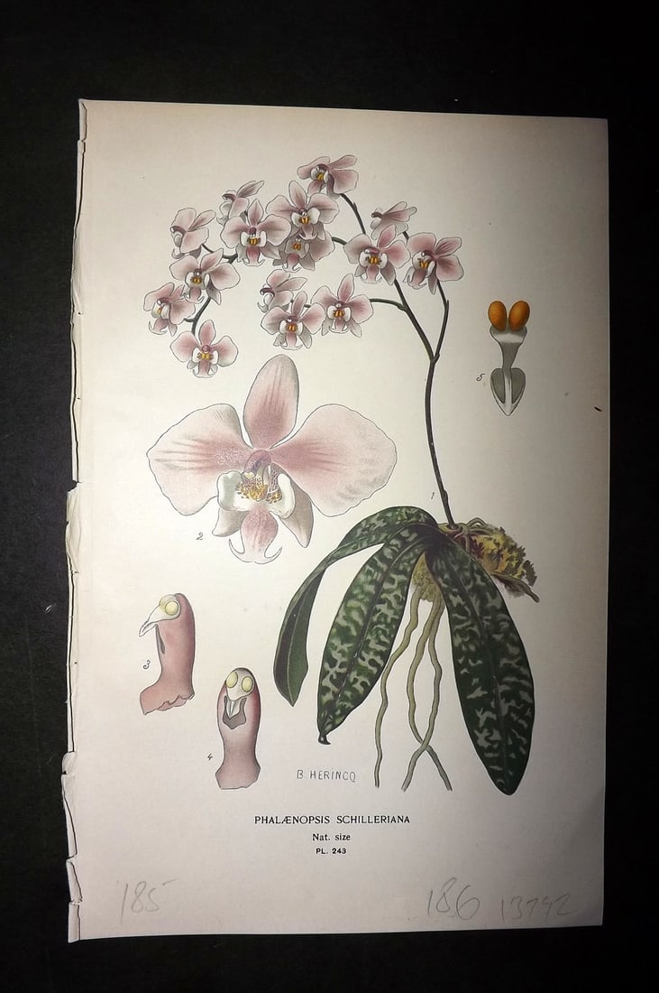 Step, Edward 1897 Botanical Print. Polyanthus Narcissus: Chromolithographs Published 1896-97 by Frederick Warne & Co., London for "Favourite Flowers of Garden and Greenhouse" by Edward Step and William Watson. Paper Size: 9.5 x 6 inch (24 x 15cm) Good Condi