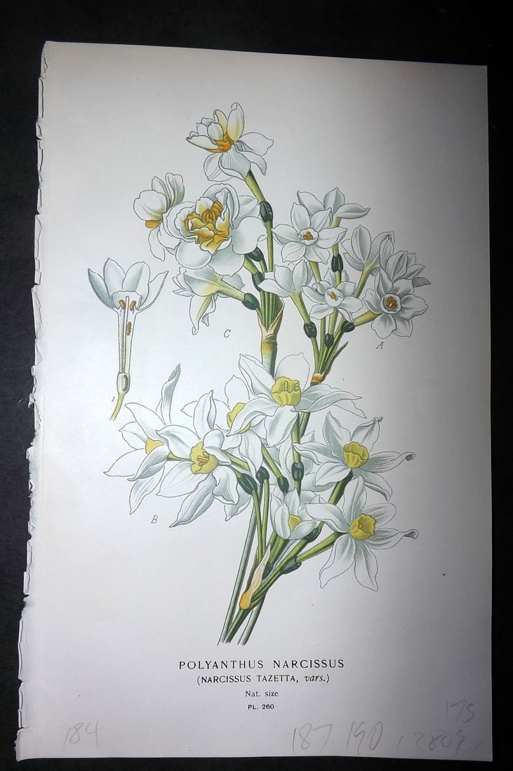 Step, Edward 1897 Botanical Print. Globe Armaranth (1 of 1)