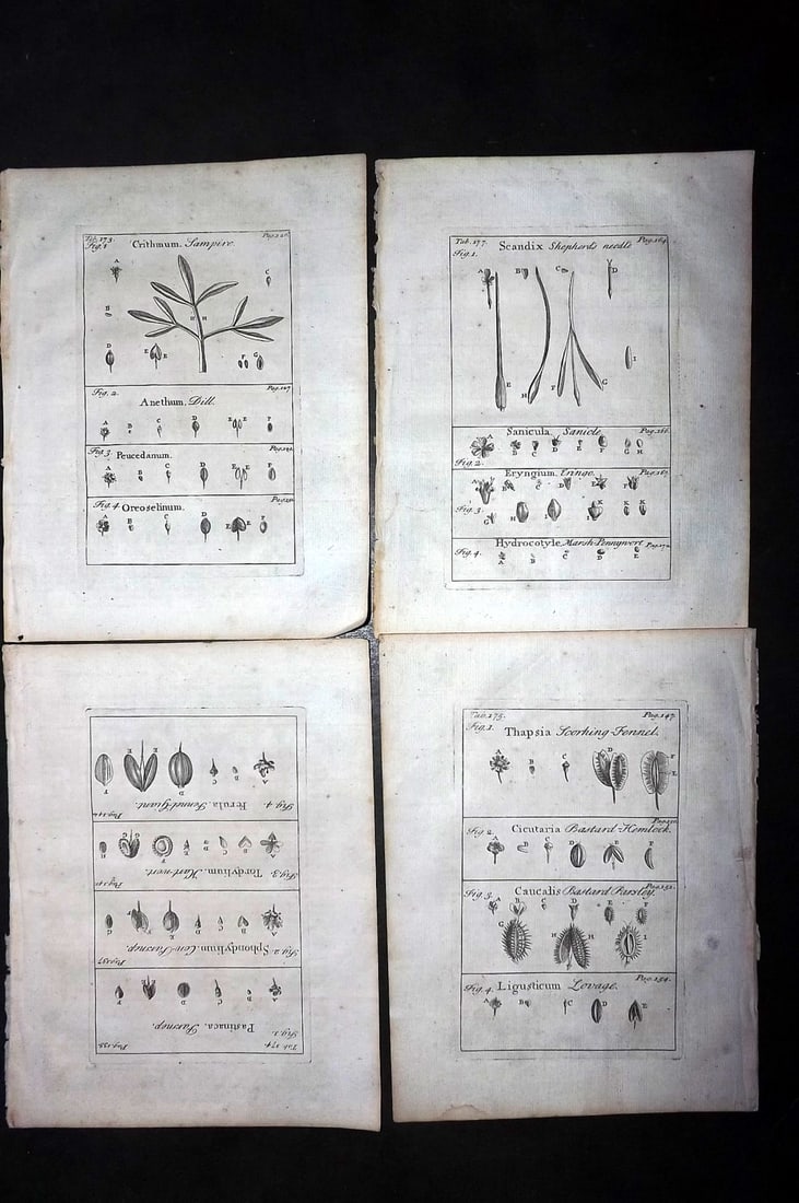Tournefort, Joseph Pitton de 1730 Lot of 4 Botanical Prints (1 of 1)