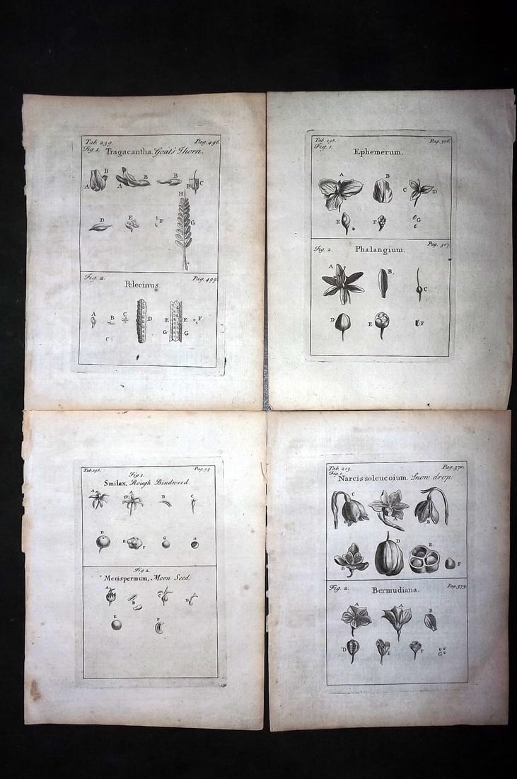 Tournefort, Joseph Pitton de 1730 Lot of 4 Botanical Prints (1 of 1)