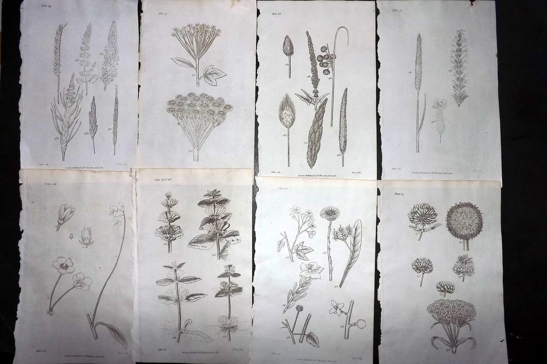 Thornton, Robert 1812 Lot of 8 Botanical Prints (1 of 1)