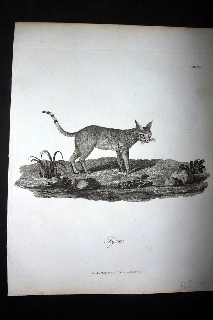 Bruce, James 1813 Antique Print. Lynx (1 of 1)