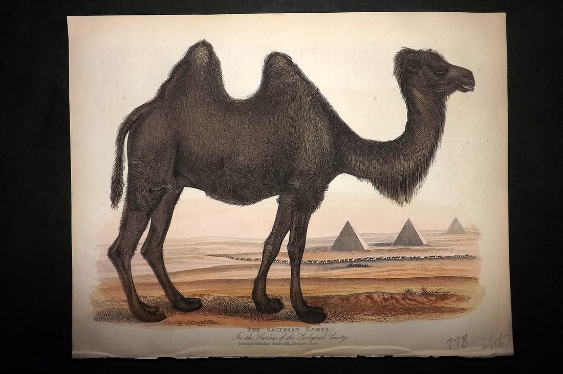 Buffon, Smellie & Huish 1862 Hand Col Print. Bactrian Camel with Pyramids: Hand Colored Etching/Engraving Published 1862 by Thomas Kelly, London for "A Natural History, General and Particular..." by The Comte de Buffon and William Smellie. A New and Enlarged Edition, also co