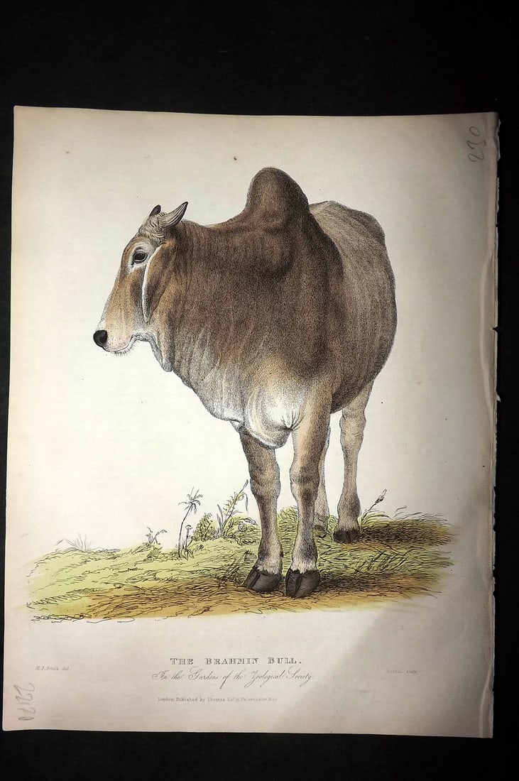 Buffon, Smellie & Huish 1862 Hand Col Print. Brahmin Bull: Hand Colored Etching/Engraving Published 1862 by Thomas Kelly, London for "A Natural History, General and Particular..." by The Comte de Buffon and William Smellie. A New and Enlarged Edition, also co