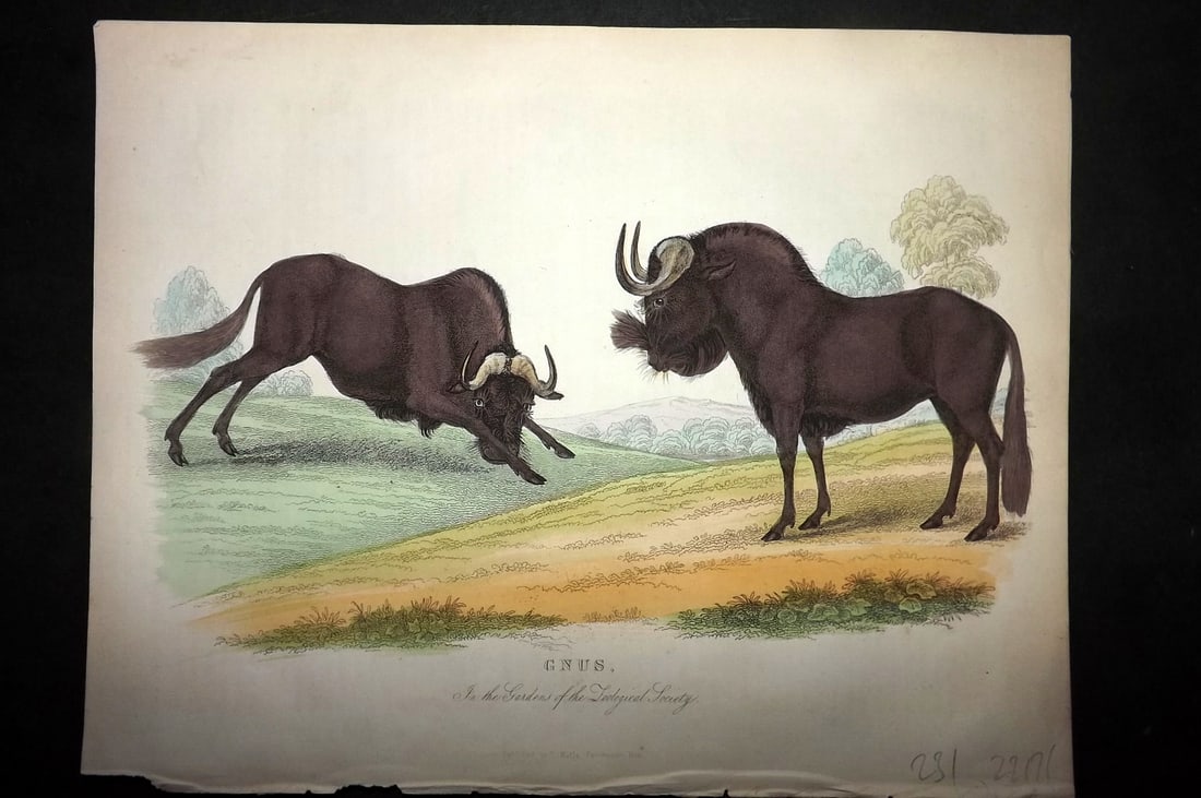 Buffon, Smellie & Huish 1862 Hand Col Print. Gnus: Hand Colored Etching/Engraving Published 1862 by Thomas Kelly, London for "A Natural History, General and Particular..." by The Comte de Buffon and William Smellie. A New and Enlarged Edition, also co