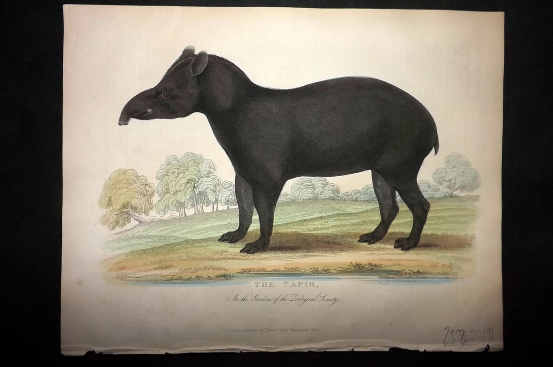 Buffon, Smellie & Huish 1862 Hand Col Print. Tapir: Hand Colored Etching/Engraving Published 1862 by Thomas Kelly, London for "A Natural History, General and Particular..." by The Comte de Buffon and William Smellie. A New and Enlarged Edition, also co