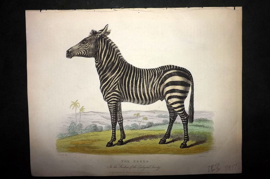 Buffon, Smellie & Huish 1862 Hand Col Print. Zebra (1 of 1)