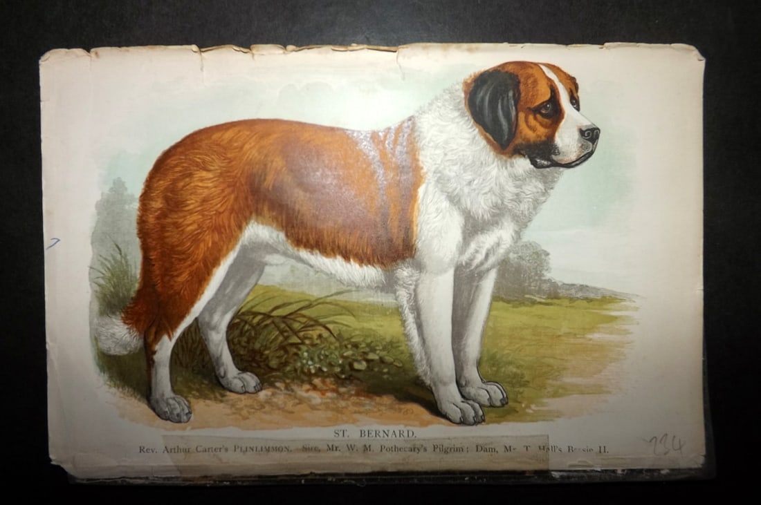Dalziel, Hugh 1880's Antique Dog Print. St. Bernard: Colour Printed Woodblock Published 1880's, London for "British Dogs..." by Hugh Dalziel. Reverse side blank. Paper Size: 8 x 5 inch (21 x 13cm) Tape remains in bottom margin and reverse side. Ink libr