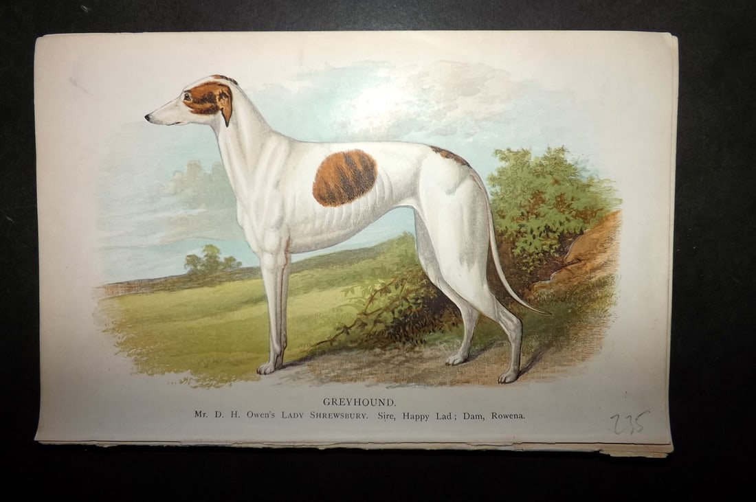 Dalziel, Hugh 1880's Antique Dog Print. Greyhound (1 of 1)