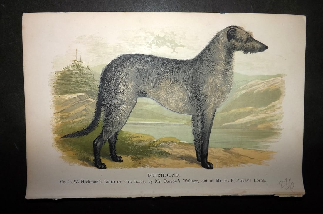 Dalziel, Hugh 1880's Antique Dog Print. Deerhound: Colour Printed Woodblock Published 1880's, London for "British Dogs..." by Hugh Dalziel. Reverse side blank. Paper Size: 8 x 5 inch (21 x 13cm) Good Condition