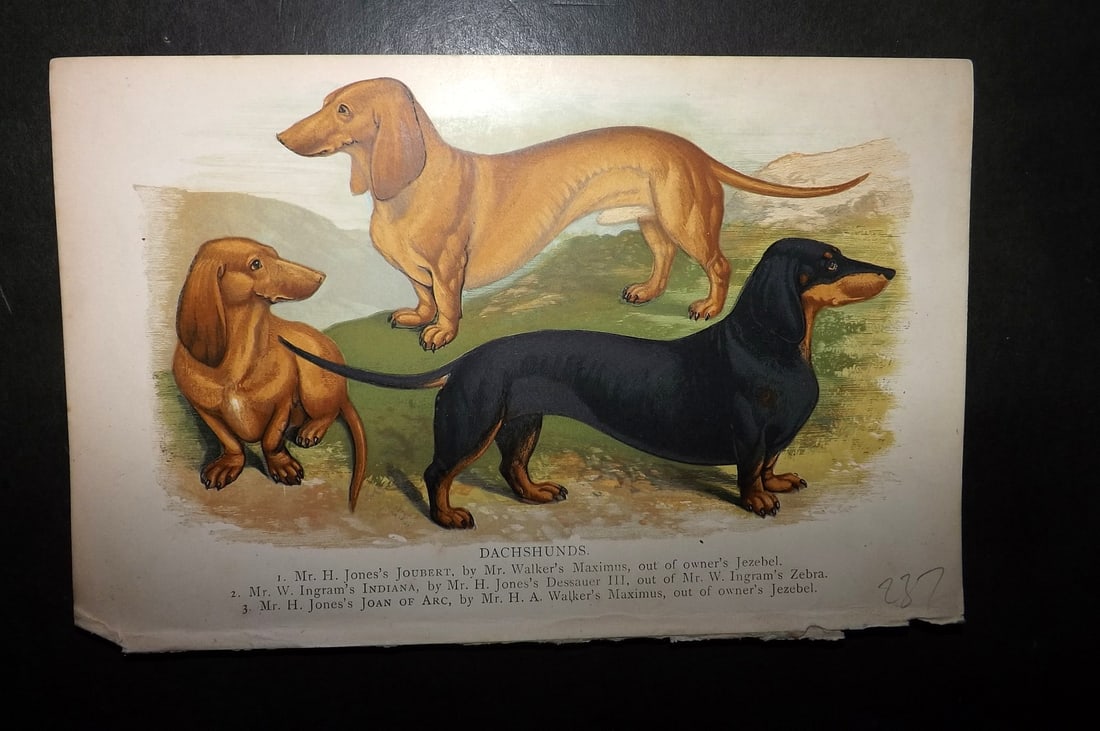 Dalziel, Hugh 1880's Antique Dog Print. Dachshunds: Colour Printed Woodblock Published 1880's, London for "British Dogs..." by Hugh Dalziel. Reverse side blank. Paper Size: 8 x 5 inch (21 x 13cm) Good Condition