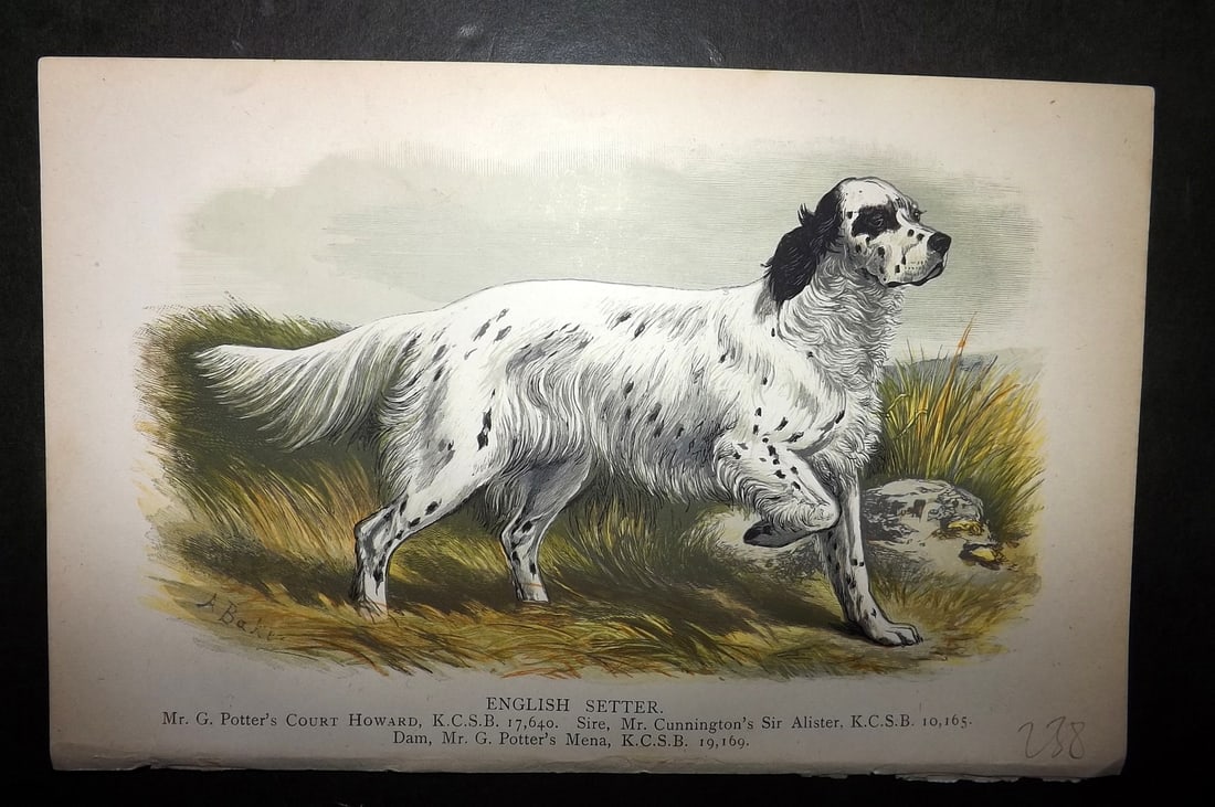 Dalziel, Hugh 1880's Antique Dog Print. English Setter: Colour Printed Woodblock Published 1880's, London for "British Dogs..." by Hugh Dalziel. Reverse side blank. Paper Size: 8 x 5 inch (21 x 13cm) Good Condition