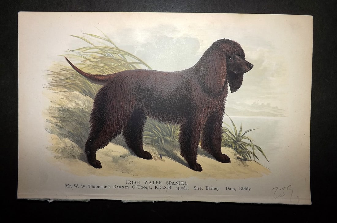 Dalziel, Hugh 1880's Antique Dog Print. Irish Water Spaniel: Colour Printed Woodblock Published 1880's, London for "British Dogs..." by Hugh Dalziel. Reverse side blank. Paper Size: 8 x 5 inch (21 x 13cm) Good Condition