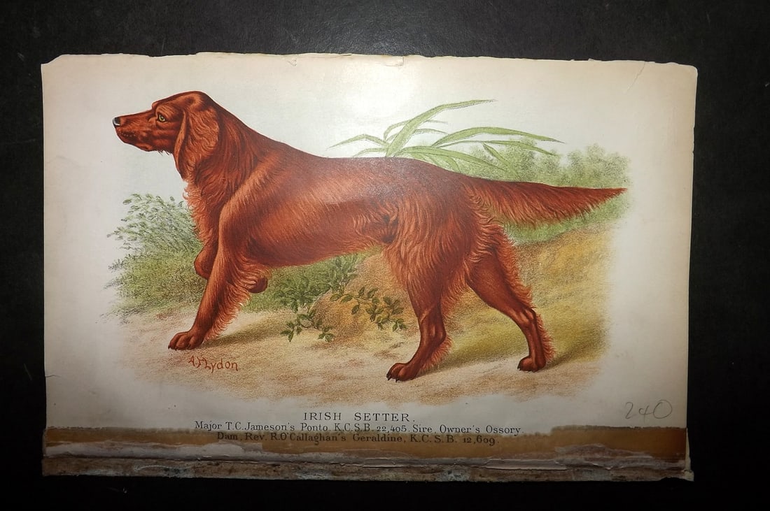 Dalziel, Hugh 1880's Antique Dog Print. Irish Setter (1 of 1)