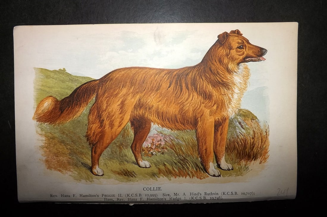 Dalziel, Hugh 1880's Antique Dog Print. Collie: Colour Printed Woodblock Published 1880's, London for "British Dogs..." by Hugh Dalziel. Reverse side blank. Paper Size: 8 x 5 inch (21 x 13cm) Good Condition