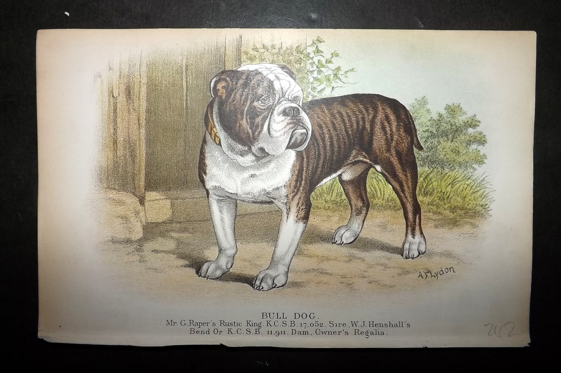 Dalziel, Hugh 1880's Antique Dog Print. Bulldog (1 of 1)