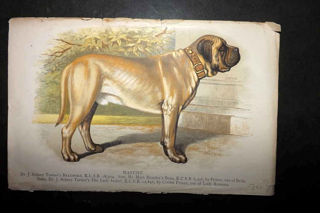 Dalziel, Hugh 1880's Antique Dog Print. Mastiff (1 of 1)