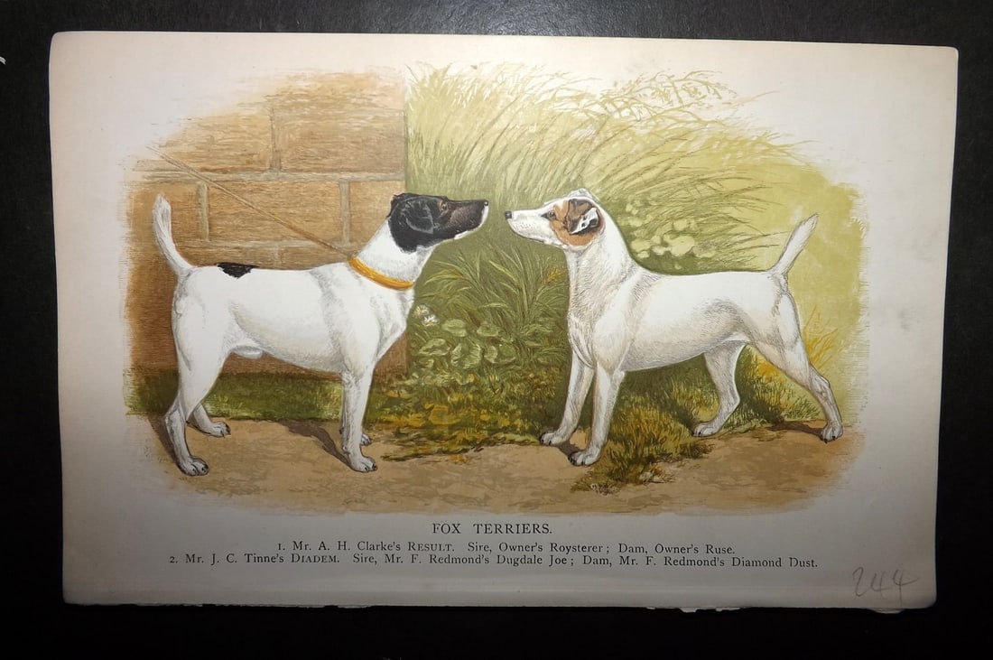 Dalziel, Hugh 1880's Antique Dog Print. Fox Terrier (1 of 1)