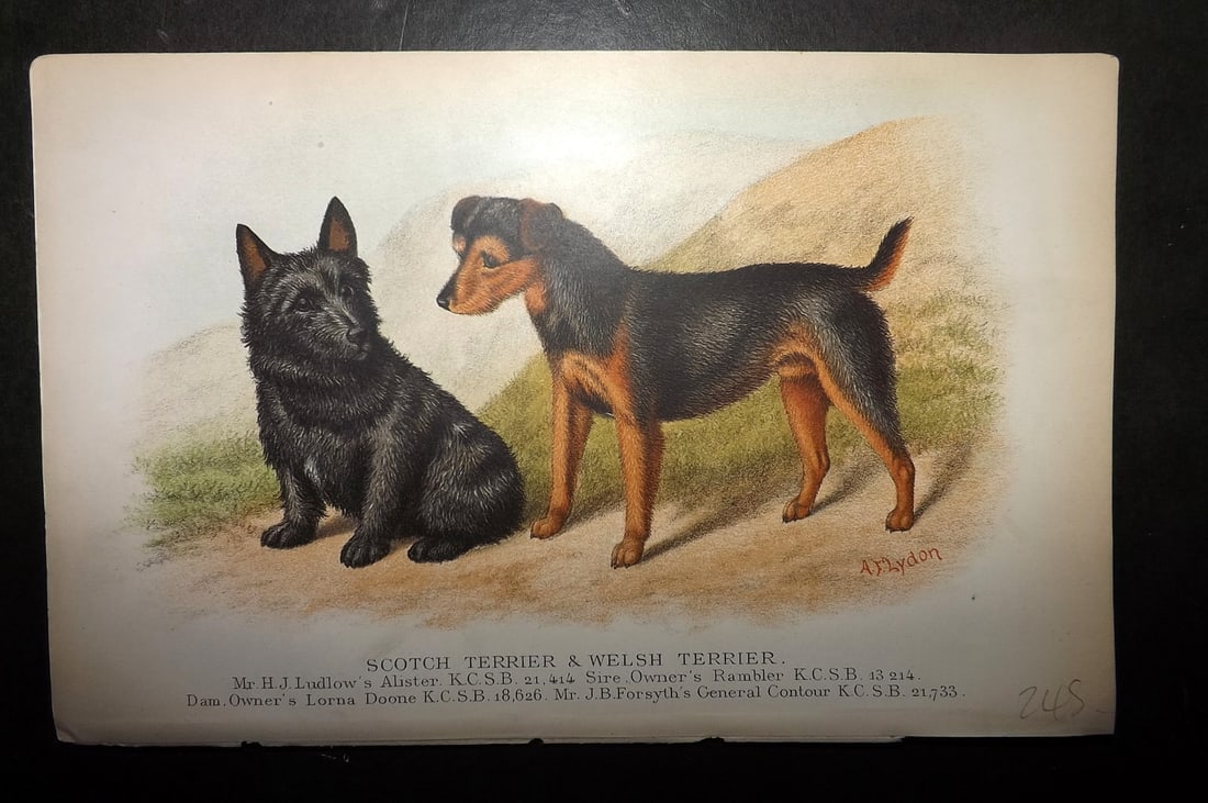 Dalziel, Hugh 1880's Antique Dog Print. Scotch Terrier & Welsh Terrier (1 of 1)