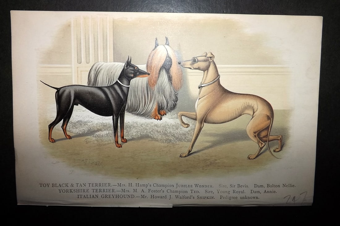 Dalziel, Hugh 1880's Antique Dog Print. Toy & Yorkshire Terrier, Italian Greyhound (1 of 1)
