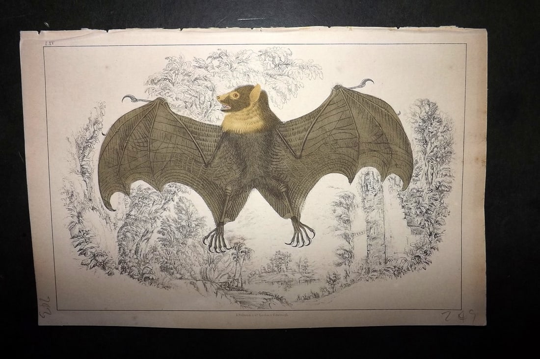 Goldsmith 1851 Hand Col Print. Tonga Rousette Bat 65 (1 of 1)
