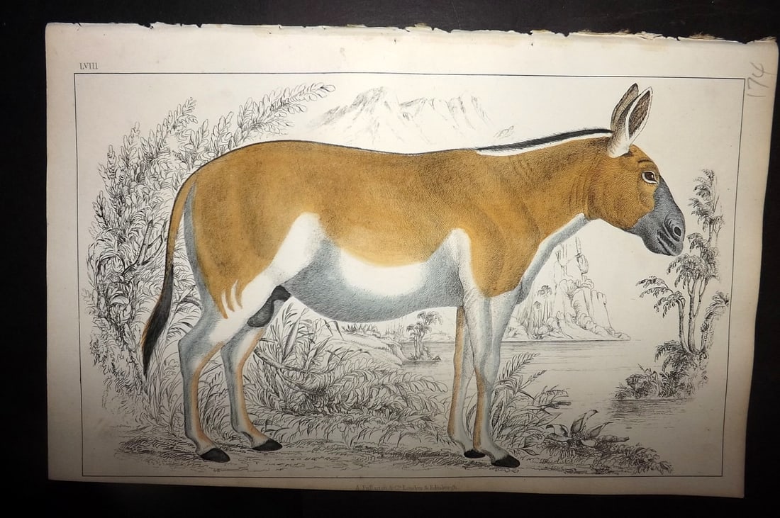 Goldsmith, Oliver 1855 Hand Col Print. Dziggtai 58 (1 of 1)