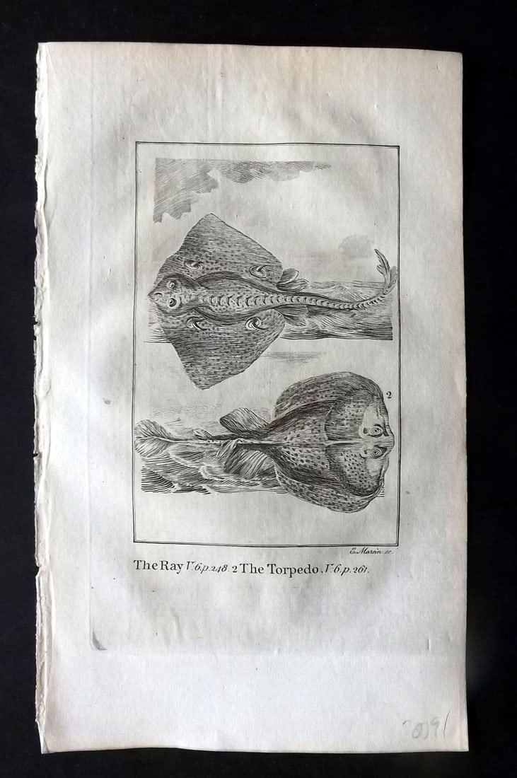 Goldsmith, Oliver 1779 Antique Print. Ray, Torpedo Fish: Antique Copper Plate Published 1779, London for "An History of the Earth and Animated Nature" by Oliver Goldsmith. Paper Size: 8 x 5 inch (21 x 13cm)