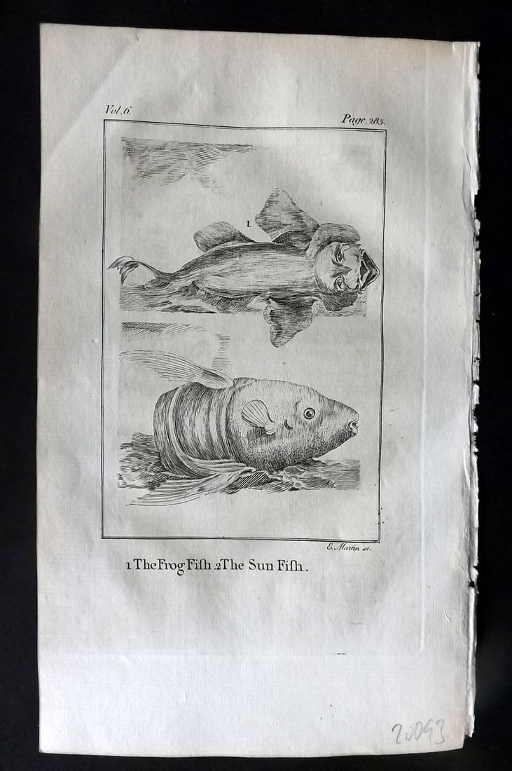 Goldsmith, Oliver 1779 Antique Print. Frog Fish, Sun Fish (1 of 1)