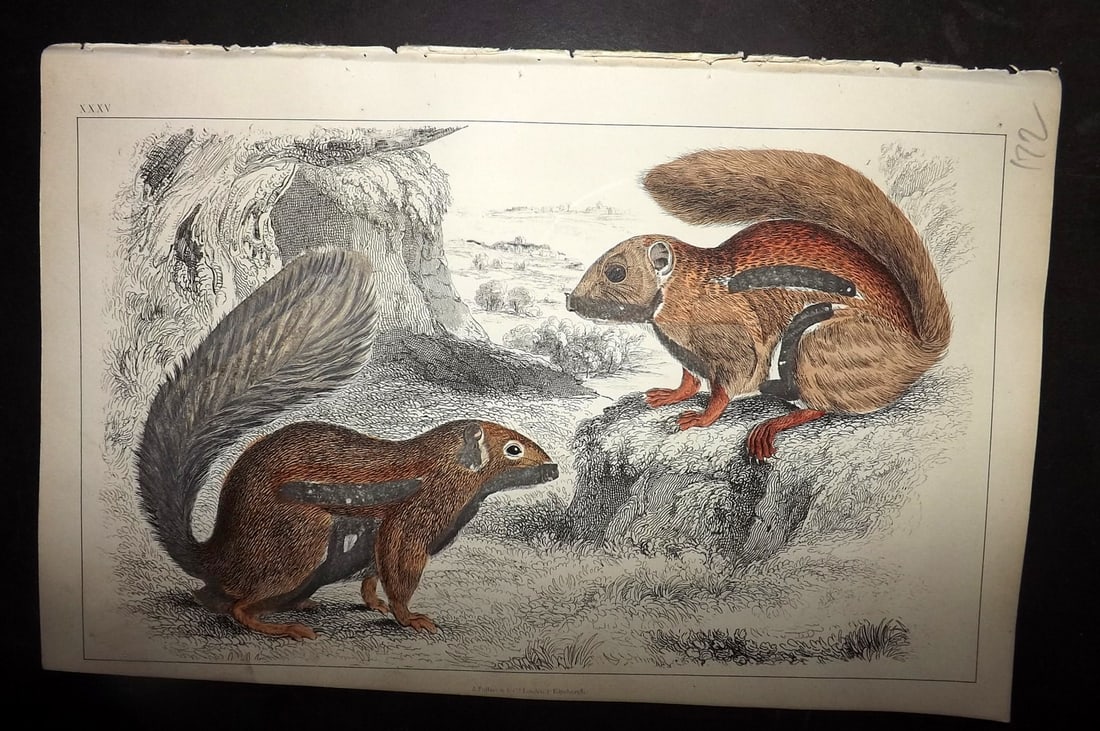 Goldsmith, Oliver 1852 Hand Col Print. Fire Footed & Hottentot Squirrel 35 (1 of 1)