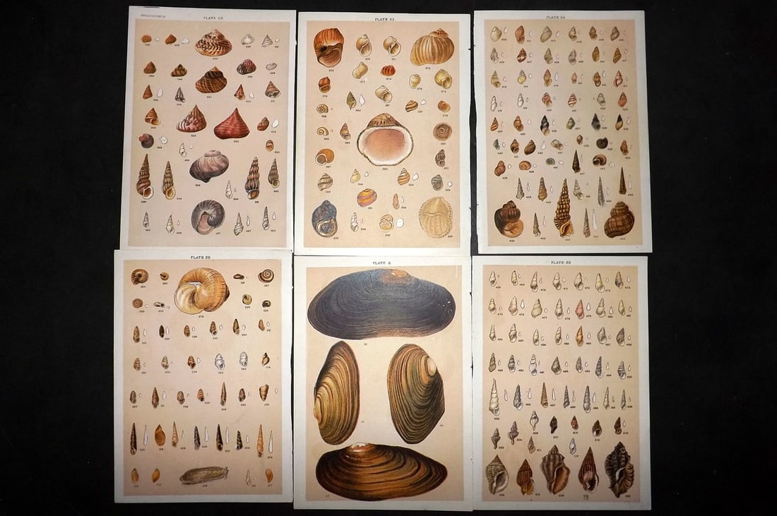 Gordon, W. J. C1900 Lot of 6 Antique Shell Prints (1 of 1)